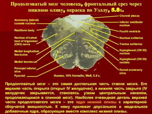 Продолговатый мозг человека, фронтальный срез через нижнюю оливу, окраска по Уэллу, 5.8х.