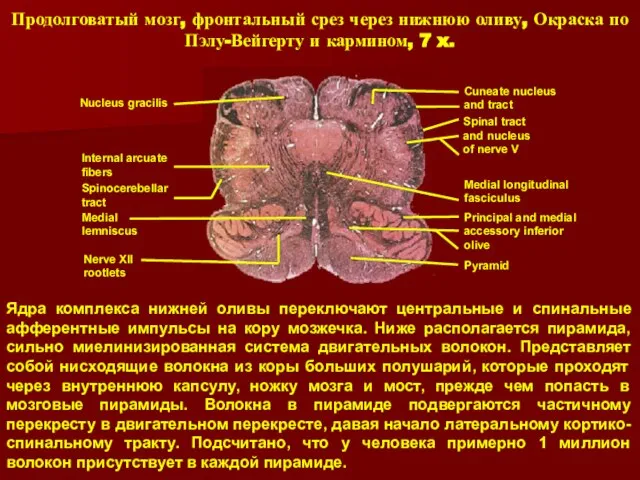 Ядра комплекса нижней оливы переключают центральные и спинальные афферентные импульсы на кору