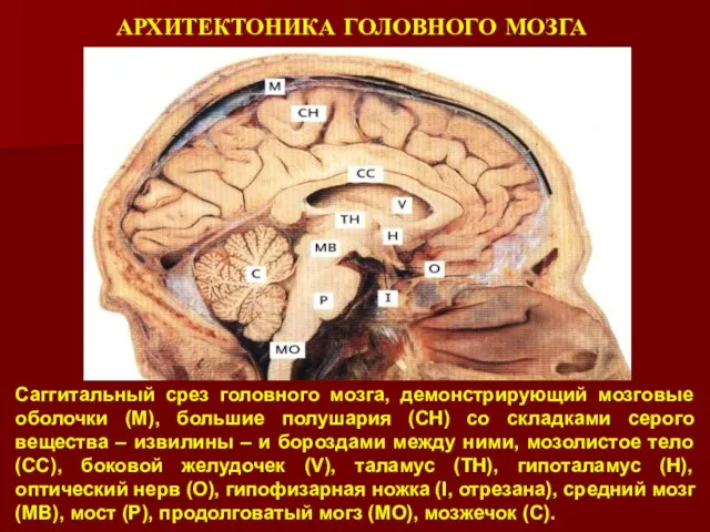 АРХИТЕКТОНИКА ГОЛОВНОГО МОЗГА Саггитальный срез головного мозга, демонстрирующий мозговые оболочки (М), большие