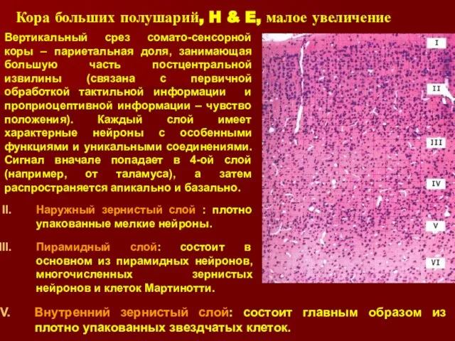 Внутренний зернистый слой: состоит главным образом из плотно упакованных звездчатых клеток. Вертикальный