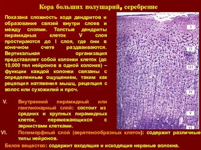 Полиморфный слой (веретенообразных клеток): содержит различные типы нейронов. Показана сложность хода дендритов