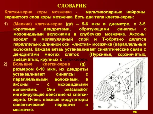 Большие клетки-зерна (g) размером 8-10 мкм, их дендриты устанавливают синапсы с параллельными