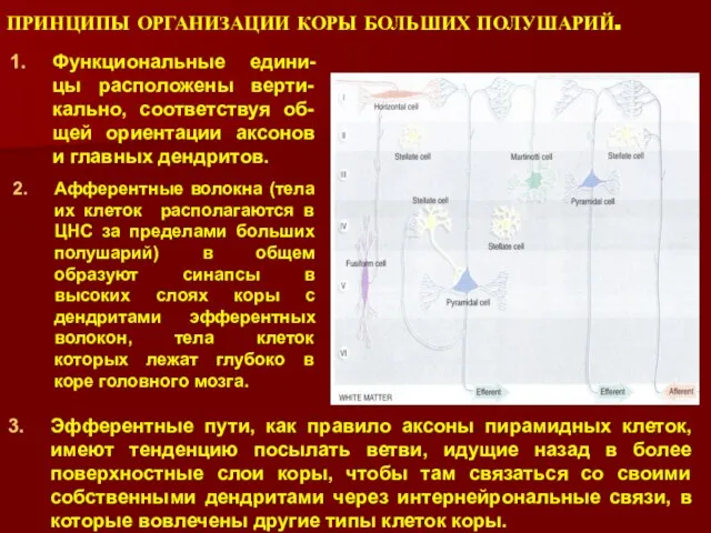 Эфферентные пути, как правило аксоны пирамидных клеток, имеют тенденцию посылать ветви, идущие