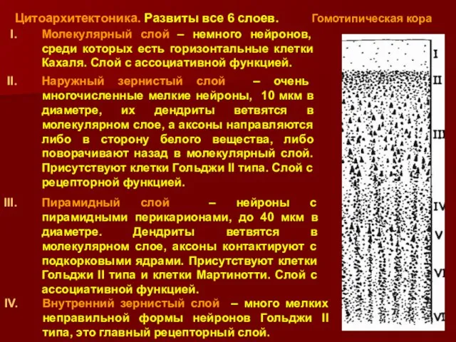 Гомотипическая кора Внутренний зернистый слой – много мелких неправильной формы нейронов Гольджи