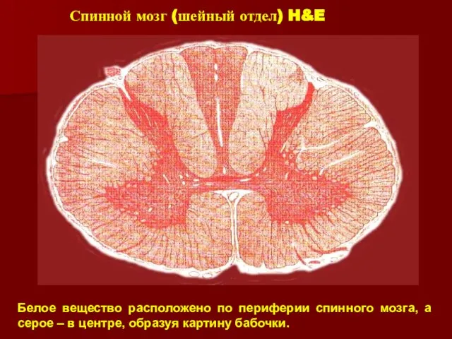 Спинной мозг (шейный отдел) H&E Белое вещество расположено по периферии спинного мозга,