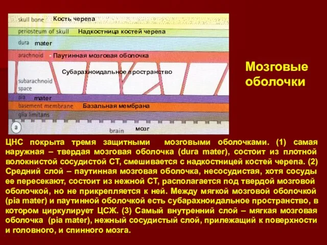 ЦНС покрыта тремя защитными мозговыми оболочками. (1) самая наружная – твердая мозговая