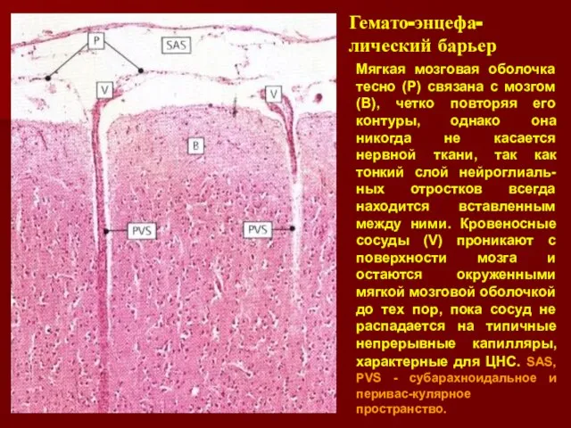 Гемато-энцефа-лический барьер Мягкая мозговая оболочка тесно (Р) связана с мозгом (В), четко