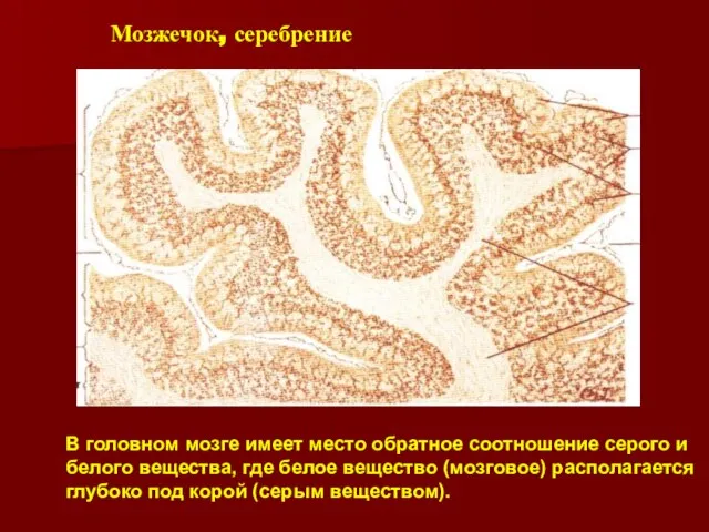 Мозжечок, серебрение В головном мозге имеет место обратное соотношение серого и белого