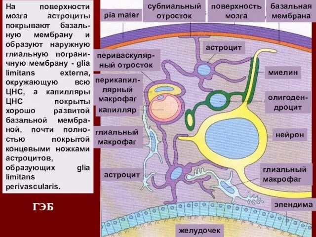 астроцит миелин олигоден- дроцит нейрон глиальный макрофаг эпендима желудочек астроцит глиальный макрофаг