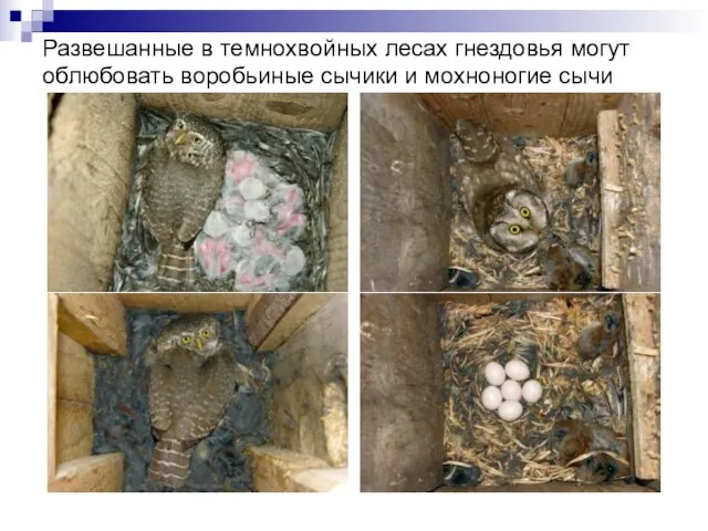 Развешанные в темнохвойных лесах гнездовья могут облюбовать воробьиные сычики и мохноногие сычи