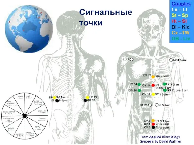 From Applied Kinesiology Synopsis by David Walther Сигнальные точки 3-5 am 1-3
