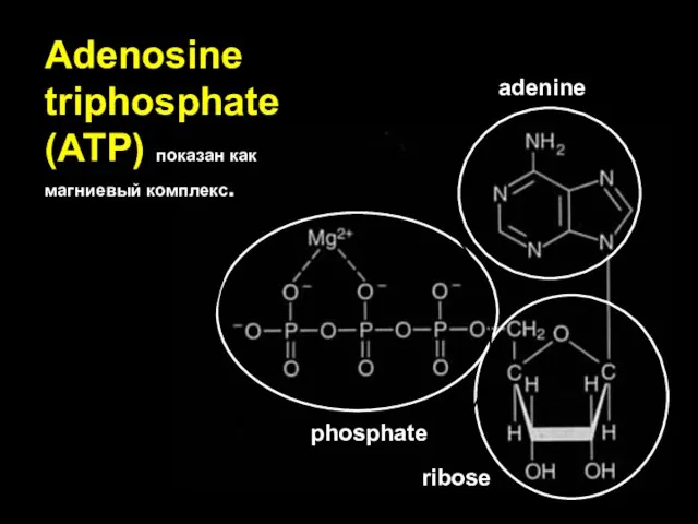 Adenosine triphosphate (ATP) показан как магниевый комплекс. adenine ribose phosphate