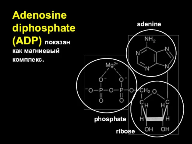 Adenosine diphosphate (ADP) показан как магниевый комплекс. adenine ribose phosphate