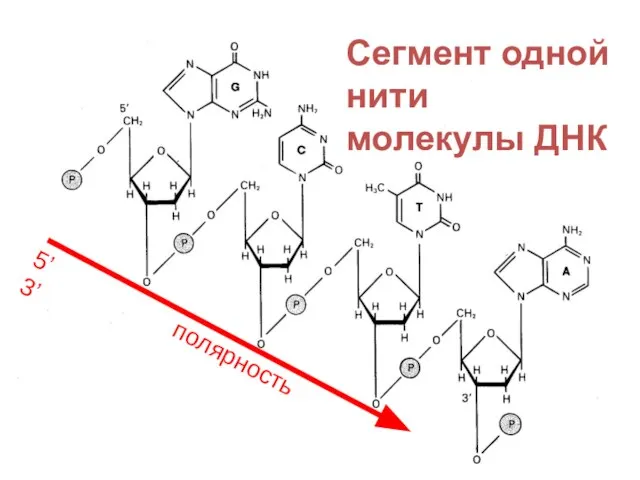 Сегмент одной нити молекулы ДНК 5’ полярность 3’