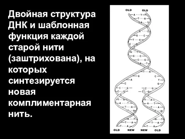 Двойная структура ДНК и шаблонная функция каждой старой нити (заштрихована), на которых синтезируется новая комплиментарная нить.