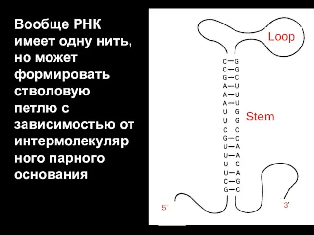 Вообще РНК имеет одну нить, но может формировать стволовую петлю с зависимостью