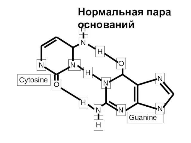 N N O N H N N O H N N Cytosine