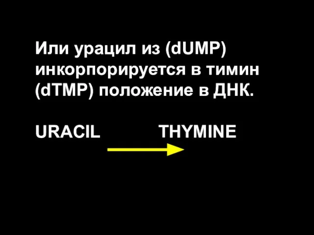 Или урацил из (dUMP) инкорпорируется в тимин (dTMP) положение в ДНК. URACIL THYMINE