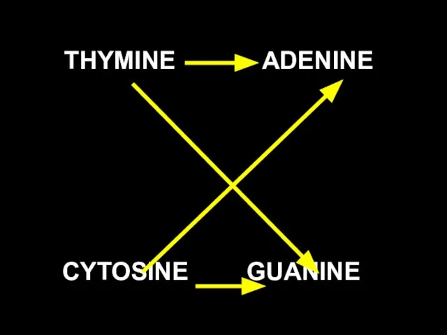 THYMINE ADENINE CYTOSINE GUANINE