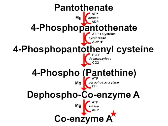 Pantothenate 4-Phosphopantothenate 4-Phosphopantothenyl cysteine 4-Phospho (Pantethine) Dephospho-Co-enzyme A Co-enzyme A ATP kinase