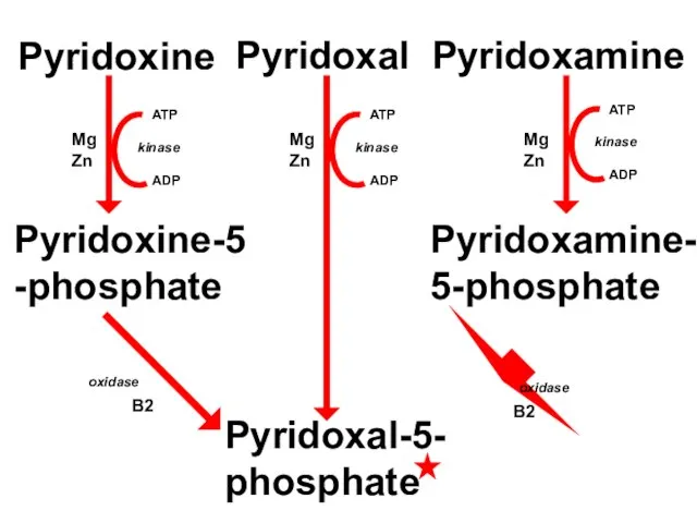 Pyridoxine Pyridoxal Pyridoxamine Pyridoxine-5-phosphate Pyridoxal-5-phosphate Pyridoxamine- 5-phosphate ATP kinase ADP Mg Zn