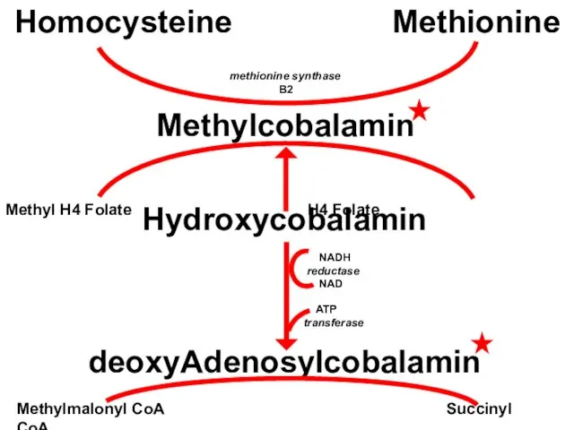 Homocysteine Methionine Methylcobalamin Hydroxycobalamin deoxyAdenosylcobalamin Methylmalonyl CoA Succinyl CoA NADH reductase NAD