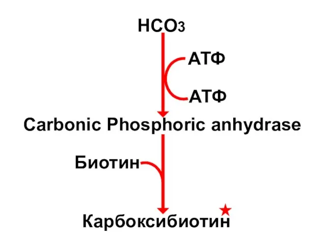 HCO3 АТФ АТФ Carbonic Phosphoric anhydrase Биотин Карбоксибиотин