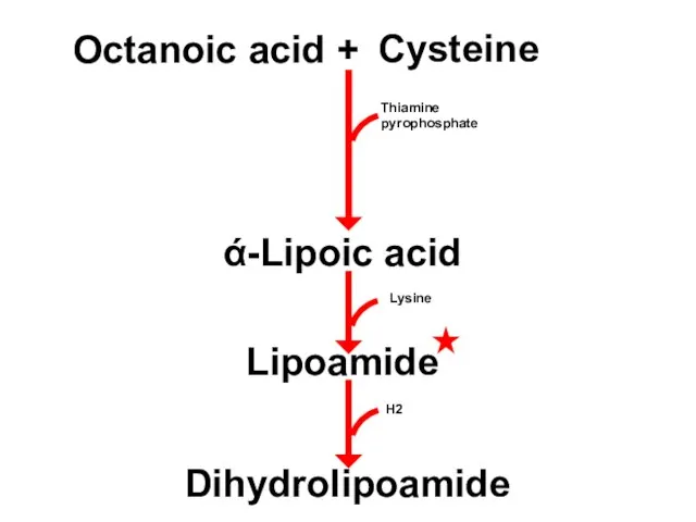 Octanoic acid + Cysteine ά-Lipoic acid Lipoamide Dihydrolipoamide Thiamine pyrophosphate Lysine H2