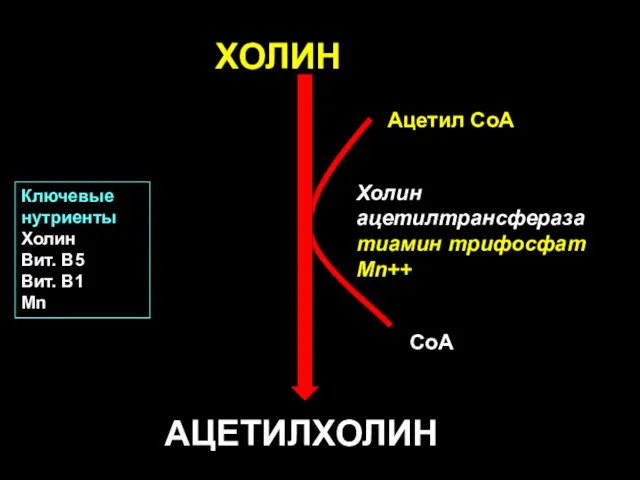 ХОЛИН АЦЕТИЛХОЛИН Ацетил CoA Холин ацетилтрансфераза тиамин трифосфат Mn++ CoA Ключевые нутриенты