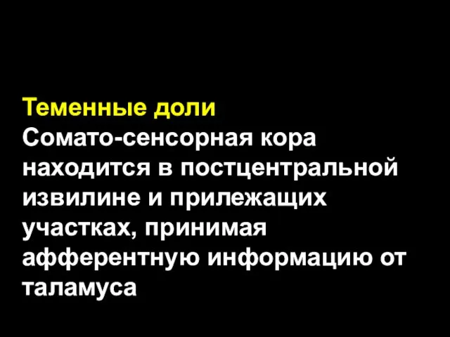 Теменные доли Сомато-сенсорная кора находится в постцентральной извилине и прилежащих участках, принимая афферентную информацию от таламуса