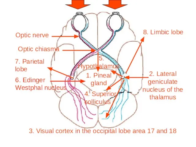 Optic nerve Optic chiasma 1. Pineal gland 2. Lateral geniculate nucleus of