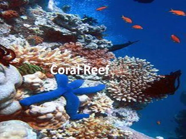 Coral Reef