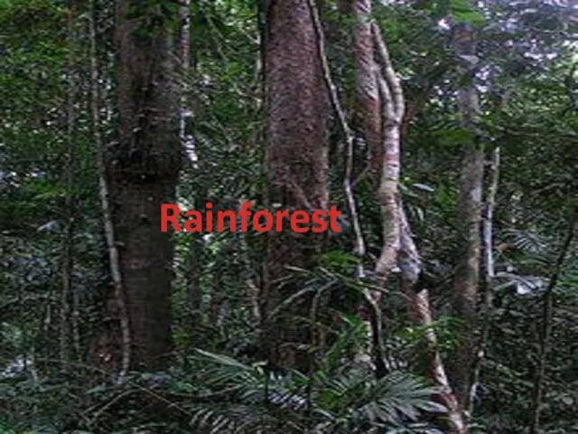 Rainforest