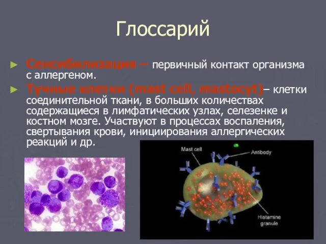 Глоссарий Сенсибилизация – первичный контакт организма с аллергеном. Тучные клетки (mast cell,