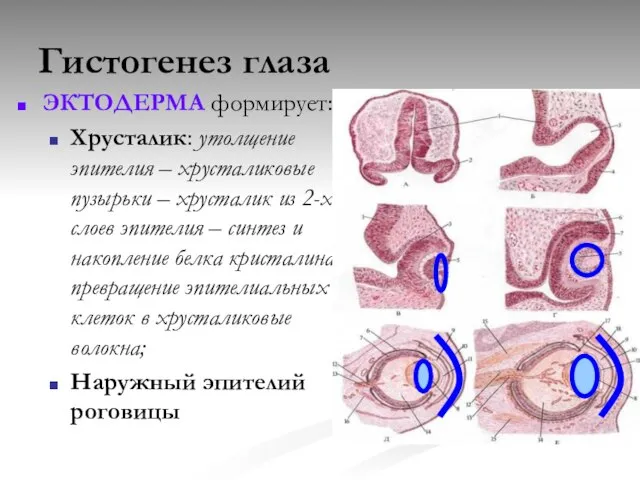 Гистогенез глаза ЭКТОДЕРМА формирует: Хрусталик: утолщение эпителия – хрусталиковые пузырьки – хрусталик