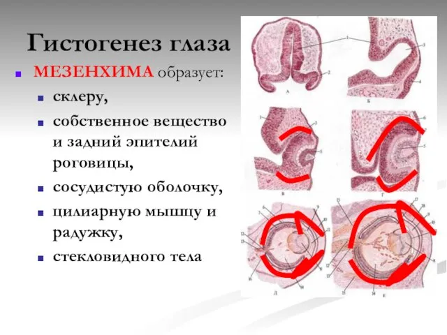 Гистогенез глаза МЕЗЕНХИМА образует: склеру, собственное вещество и задний эпителий роговицы, сосудистую