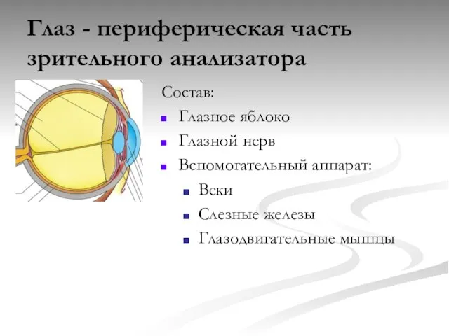 Глаз - периферическая часть зрительного анализатора Состав: Глазное яблоко Глазной нерв Вспомогательный