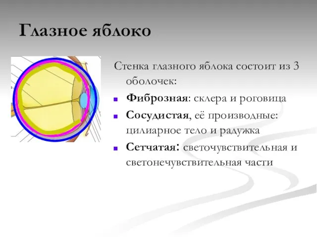 Глазное яблоко Стенка глазного яблока состоит из 3 оболочек: Фиброзная: склера и