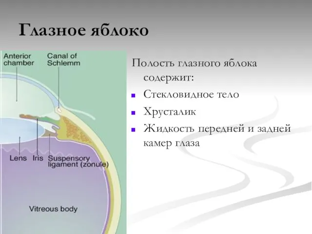 Глазное яблоко Полость глазного яблока содержит: Стекловидное тело Хрусталик Жидкость передней и задней камер глаза