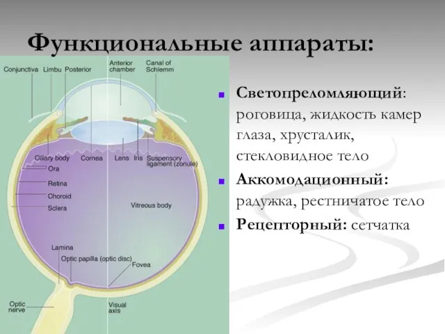 Функциональные аппараты: Светопреломляющий: роговица, жидкость камер глаза, хрусталик, стекловидное тело Аккомодационный: радужка, рестничатое тело Рецепторный: сетчатка