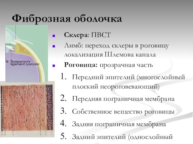 Фиброзная оболочка Склера: ПВСТ Лимб: переход склеры в роговицу локализация Шлемова канала