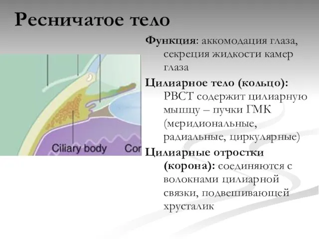 Ресничатое тело Функция: аккомодация глаза, секреция жидкости камер глаза Цилиарное тело (кольцо):