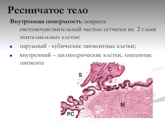 Ресничатое тело Внутренняя поверхность покрыта светонечувствительной частью сетчатки из 2 слоев эпителиальных