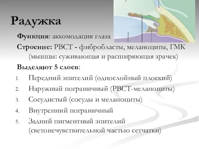 Радужка Функция: аккомодация глаза Строение: РВСТ - фибробласты, меланоциты, ГМК (мышцы: суживающая