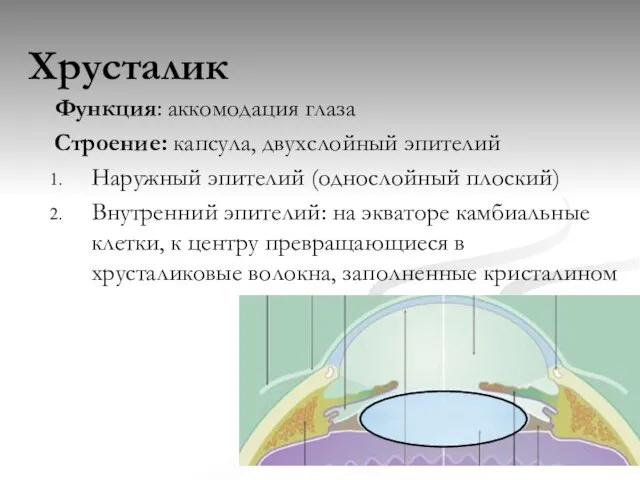 Хрусталик Функция: аккомодация глаза Строение: капсула, двухслойный эпителий Наружный эпителий (однослойный плоский)