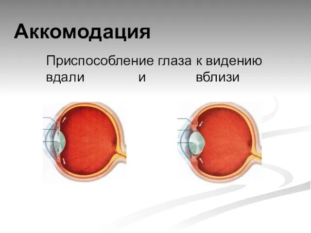 Аккомодация Приспособление глаза к видению вдали и вблизи