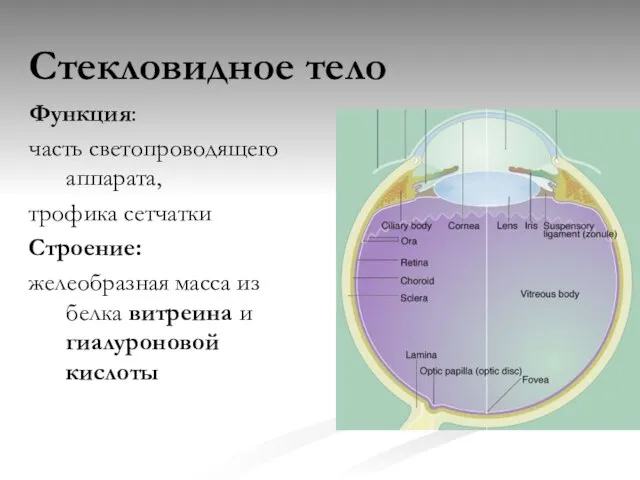 Стекловидное тело Функция: часть светопроводящего аппарата, трофика сетчатки Строение: желеобразная масса из