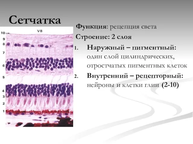 Сетчатка Функция: рецепция света Строение: 2 слоя Наружный – пигментный: один слой