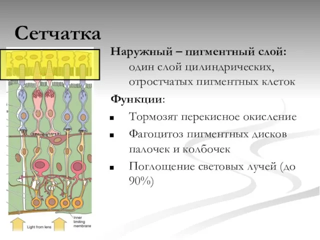 Сетчатка Наружный – пигментный слой: один слой цилиндрических, отростчатых пигментных клеток Функции: