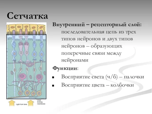 Сетчатка Внутренний – рецепторный слой: последовательная цепь из трех типов нейронов и